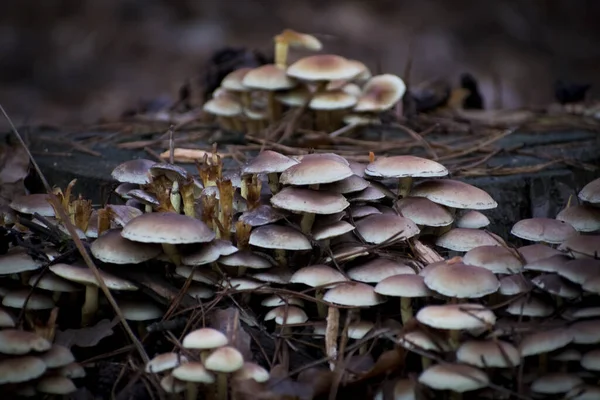 Primer Plano Muchas Setas Silvestres Bosque — Foto de Stock