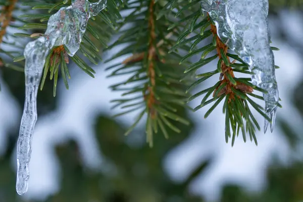 Eine Nahaufnahme Von Tannenbaumblättern Die Von Bedeckt Sind — Stockfoto