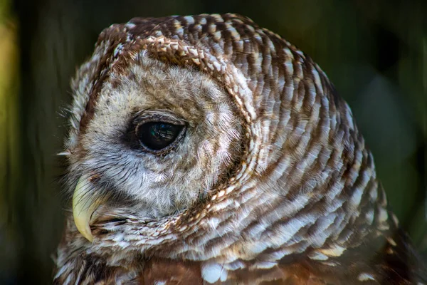 Portrait Beautiful Brown Owl — Stock Photo, Image