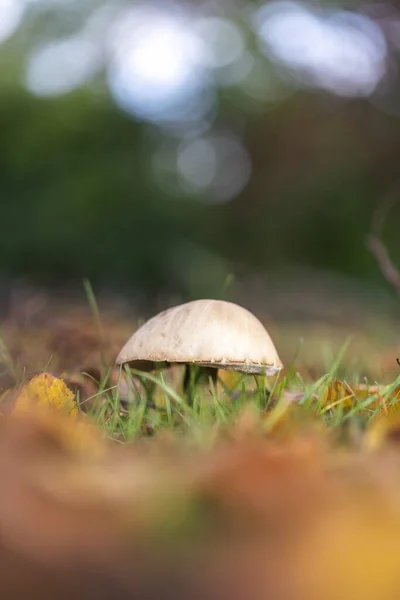 Ein Kleiner Pilz Aus Dem Wald — Stockfoto