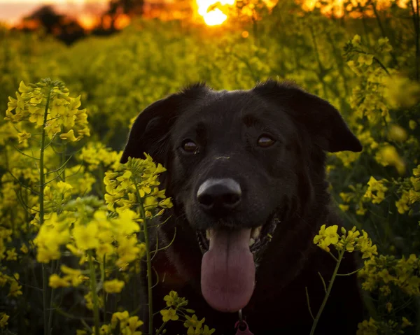 Ανοιξιάτικη Φωτογραφία Ενός Όμορφου Μαύρου Σκύλου — Φωτογραφία Αρχείου