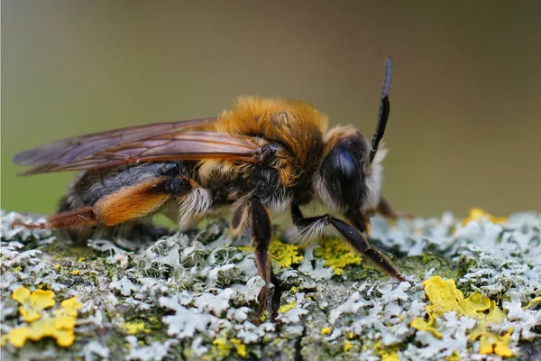 Uma Abelha Mineração Colorida Andrena Tibialis Galho Coberto Líquen — Fotografia de Stock