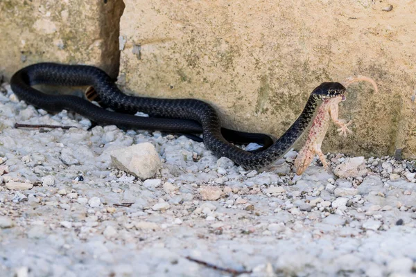 Eine Schwarze Western Whip Snake Hierophis Viridiflavus Macht Jagd Auf — Stockfoto