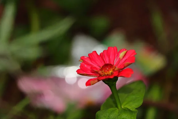 Macro Shot Beautiful Red Zinnia Flower Blurry Background Field — Stock Photo, Image