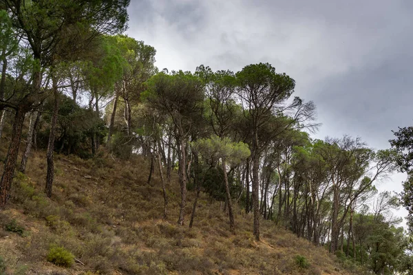 Skottar Tall Pinus Sylvestris Tallskog Skog Andalusien — Stockfoto