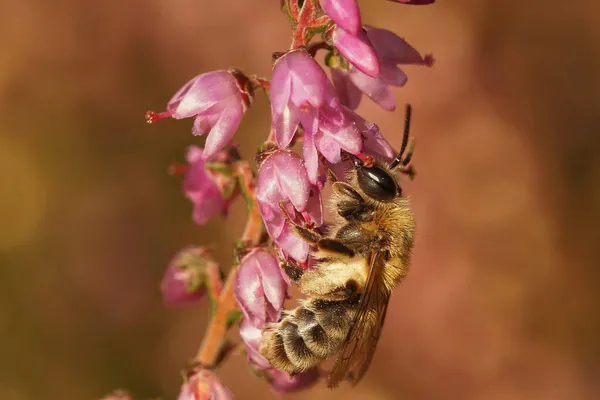 在希瑟矿蜂的雌蜂的侧影下 安德里娜在哈特田里一朵紫色的卡鲁纳粗花呢上放飞了 — 图库照片