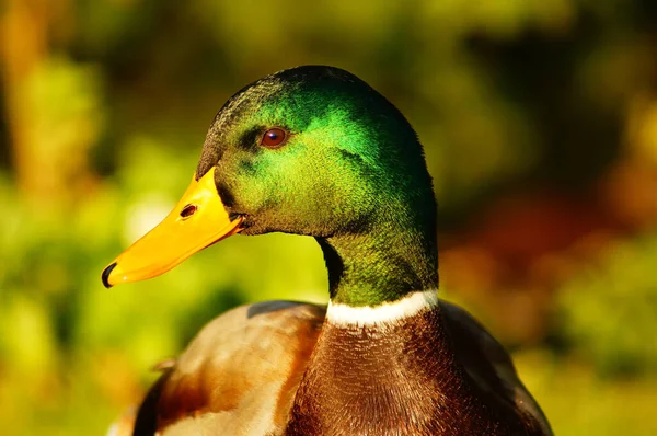Portrait Male Mallard Duck Shiny Green Green Background Bokeh Charismatic — Stockfoto
