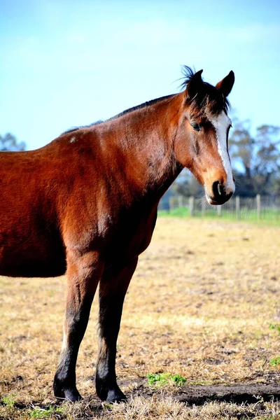 Närbild Vacker Häst Ett Fält Mot Vit Himmel — Stockfoto