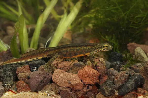 Close Van Een Watermannetje Karpaten Salamander Lissotriton Montandoni Graf — Stockfoto
