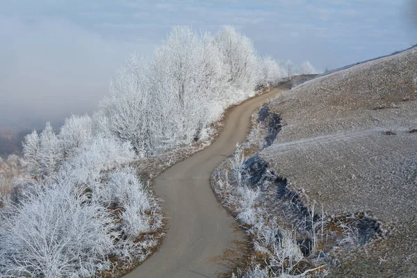 Длинная Узкая Дорога Окруженная Высокими Деревьями Покрытыми Снегом — стоковое фото