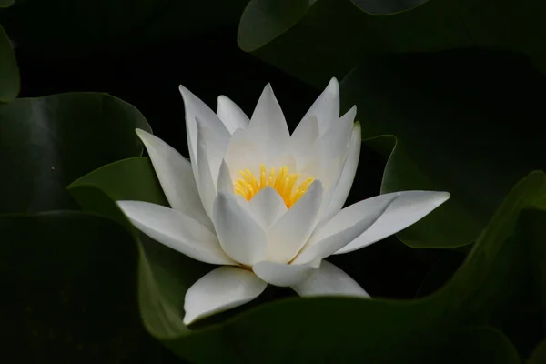 Közelkép Egy Fehér Vízililiom Virágról — Stock Fotó