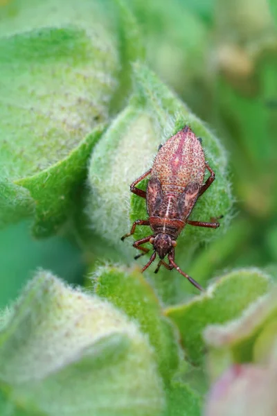 Vertical Closeup Nymph Rhopalid Bug Rhopalus Subrufus Green Leaf Garden — Stock Photo, Image