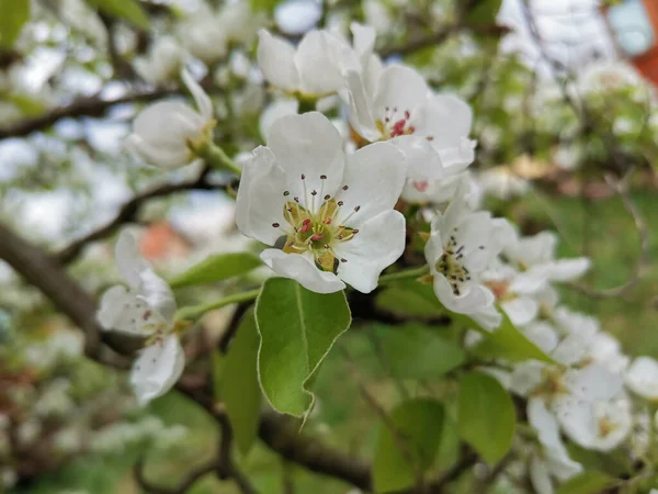 Seletivo Flores Brancas Uma Árvore Fruto Florescente — Fotografia de Stock