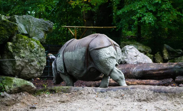 Primer Plano Gran Rinoceronte Negro Parque Zoológico — Foto de Stock