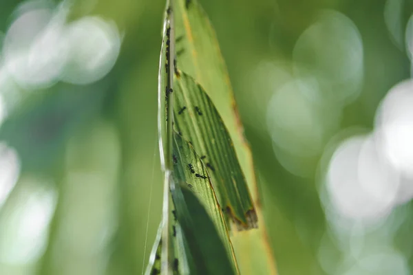 Egy Közelkép Hangyákról Egy Bambuszfán — Stock Fotó