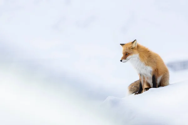 Μια Κόκκινη Αλεπού Ένα Χιονισμένο Χειμερινό Τοπίο — Φωτογραφία Αρχείου