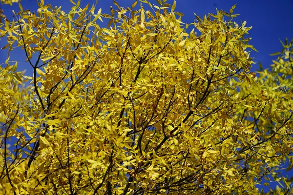 Sommet Arbre Avec Des Feuilles Jaunes Séchées Automne — Photo