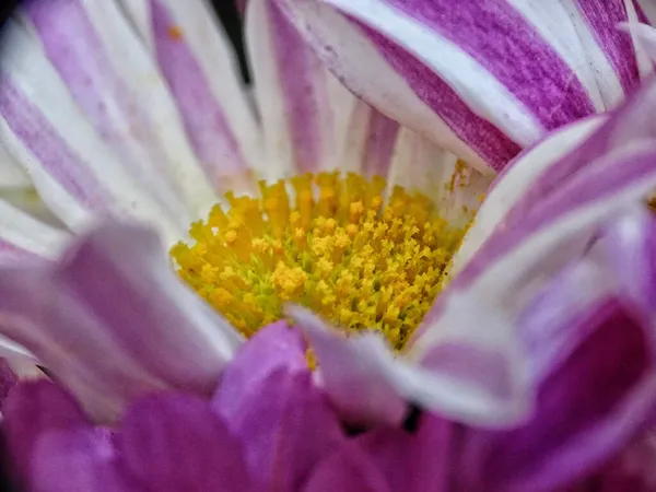Eine Nahaufnahme Einer Schönen Lila Blume — Stockfoto
