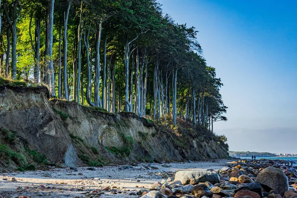 海沿いの木々の美しい棚 — ストック写真