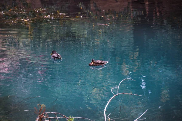 Μια Γραφική Θέα Των Παπιών Που Κολυμπούν Ειρηνικά Στη Λίμνη — Φωτογραφία Αρχείου