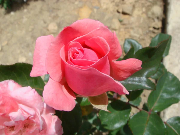 Ένα Κοντινό Πλάνο Ενός Ροζ Τριαντάφυλλου Στον Ήλιο Στον Κήπο — Φωτογραφία Αρχείου
