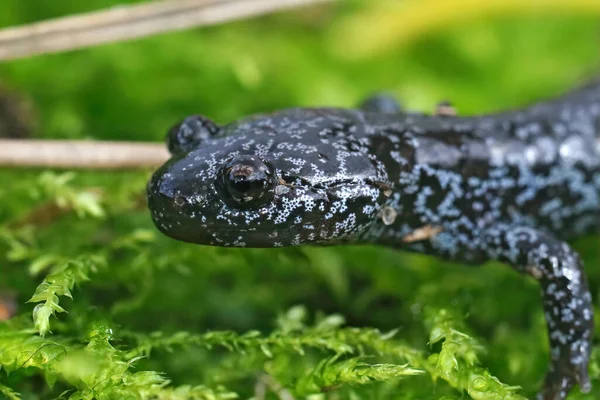 Одяг Молодому Метаморфізованому Синьому Тохоку Саламандр Hynobius Lichenatus Зеленому Моху — стокове фото