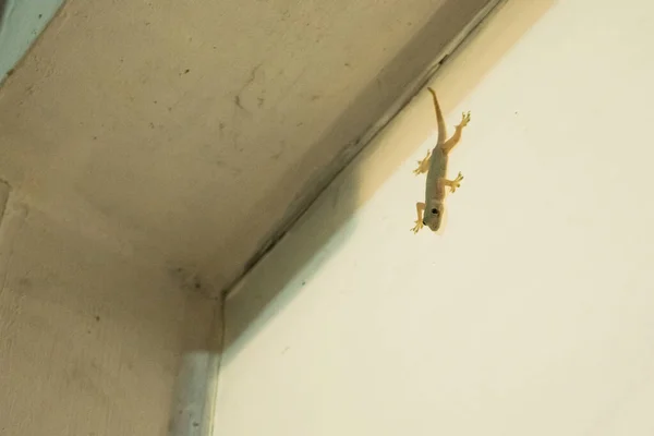 Asian Reptile Common House Gecko Hemidactylus Frenatus Hanging Stuck White — Stock Photo, Image