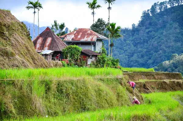 Ein Malerischer Blick Auf Die Banaue Reisterrassen Banaue Philippinen — Stockfoto