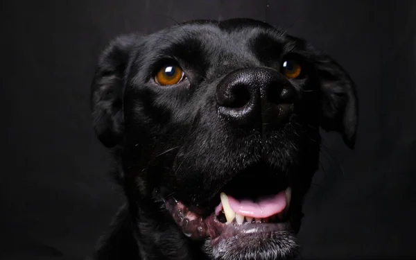 Tiro Perto Cão Olhando Diretamente Para Câmera — Fotografia de Stock