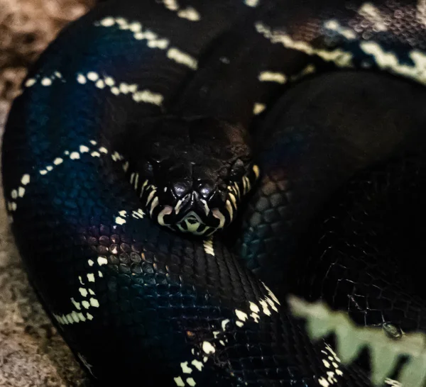 Eine Nahaufnahme Von Boelens Python Auch Morelia Boeleni Genannt — Stockfoto