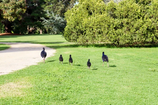 Melbourne Avustralya Güneşli Bir Günde Parkta Bir Kırlangıç Kuşu Ailesi — Stok fotoğraf