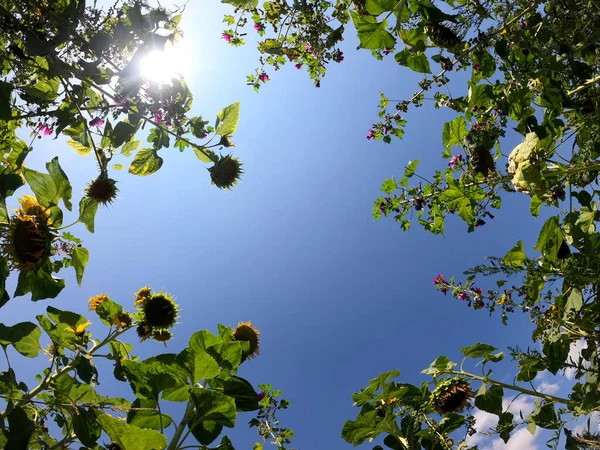 Låg Vinkel Träd Med Himlen Bakgrunden — Stockfoto