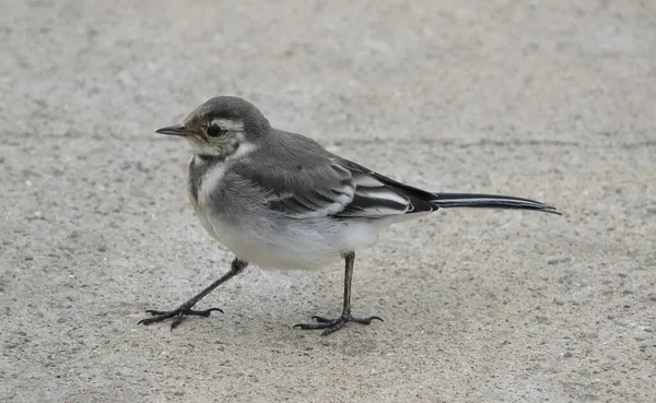 Nærbillede Smuk Pied Wagtail Jorden - Stock-foto