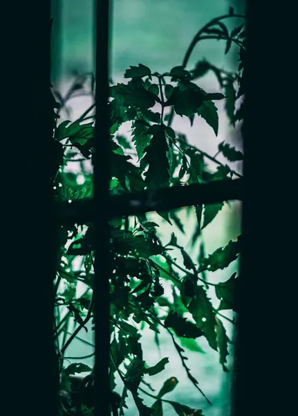 Μια Κάθετη Μακρο Πλάνο Από Πράσινους Θάμνους Δίπλα Στο Παράθυρο — Φωτογραφία Αρχείου