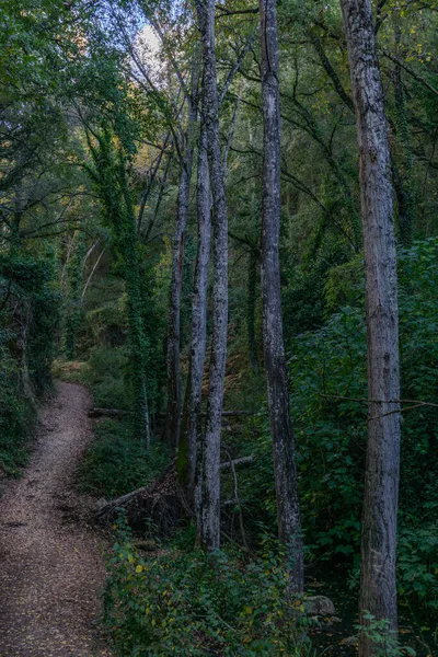 Quercus Robur 河边森林 威尼斯溪流徒步旅行路线 — 图库照片