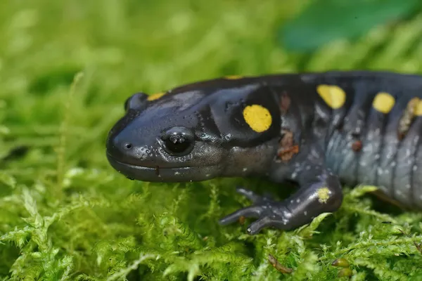 Close Cabeça Macho Manchado Salamamnder Ambystoma Maculatum Musgo Verde — Fotografia de Stock