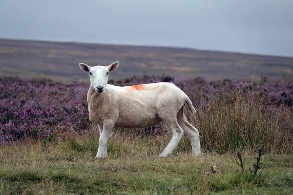 Вівця Оточена Фіолетовими Квітами Болоті Під Похмурим Небом — стокове фото
