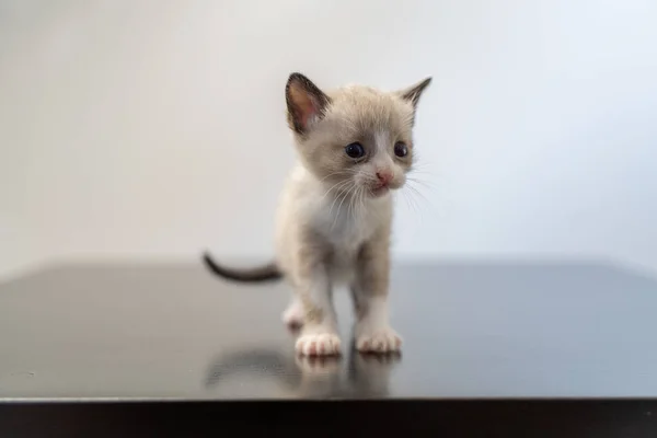 Selective Cute Kitten Table — Fotografia de Stock