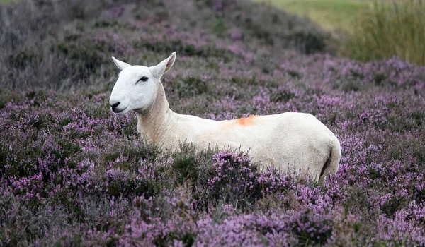阳光明媚的一天 一只可爱的小羊在乡间的荒原上漫步于草丛中 — 图库照片
