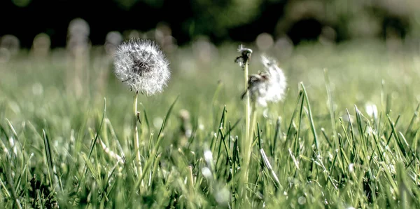 Beautiful Shot Dandelions Field Day — стоковое фото