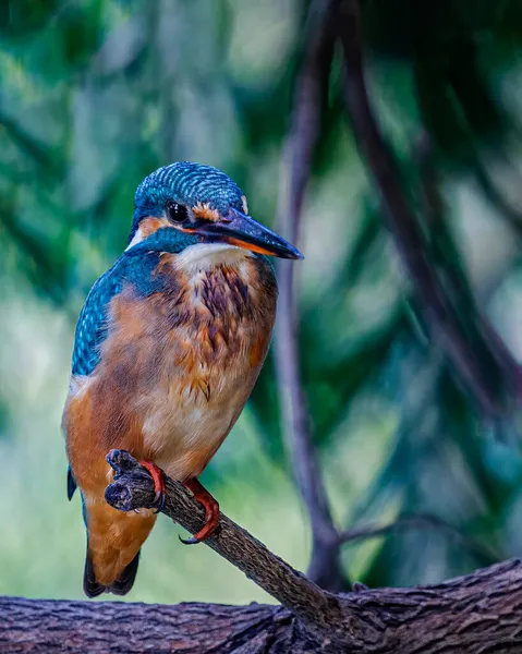 A common Kingfisher resting on a tree in calm position