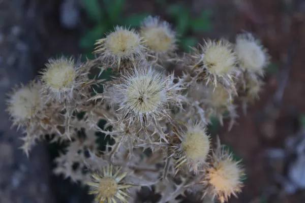 Eine Nahaufnahme Bezaubernder Onopordum Acanthium Pflanzen Sonnenlicht — Stockfoto