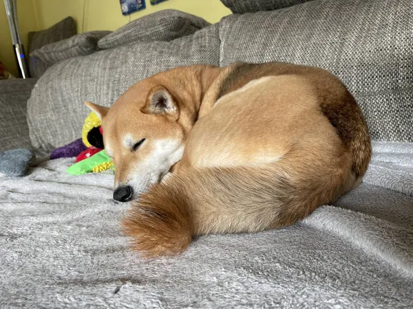 Tiro Close Cão Bonito Shiba Inu Dormindo Sofá — Fotografia de Stock