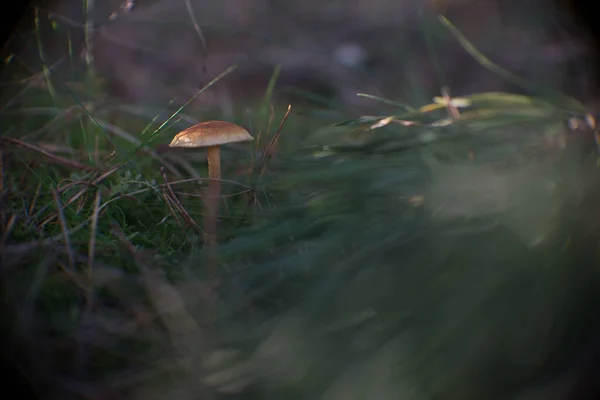 Closeup Shot Wild Mushrooms Ground Curonian Spit National Park Lithuania — стоковое фото