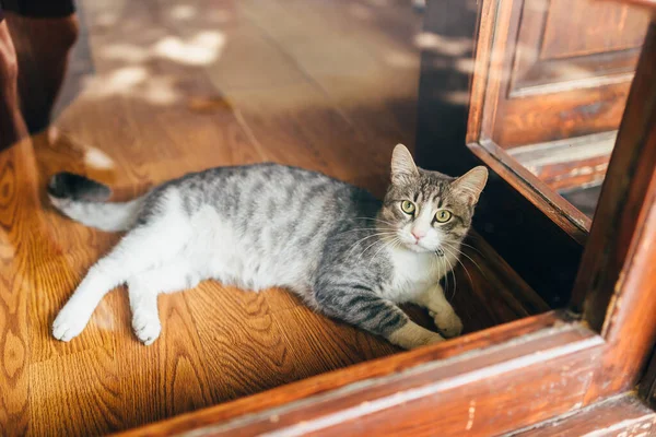 Adorable Gray Patterned Domestic Cat Laying Floor House — Stok fotoğraf