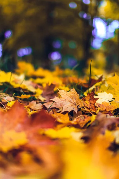 Selective Focus Shot Yellow Maple Leaves Ground Park Autumn Klaipeda — Stock Fotó