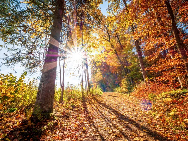 Ein Spaziergang Durch Den Bayerischen Herbstwald — Stockfoto