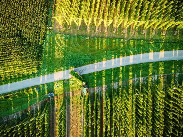 Vista Del Campo Lúpulo Desde Arriba Durante Fase Cosecha Con — Foto de Stock