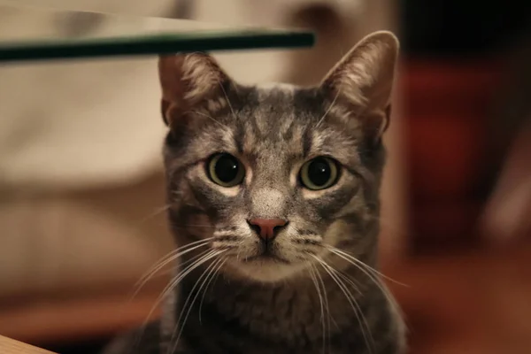 カメラを見て混乱した顔をしたかわいいグレーのタビー猫のクローズアップショット — ストック写真