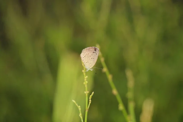 Belo Tiro Macro Uma Pequena Borboleta Uma Planta Grama Fundo — Fotografia de Stock